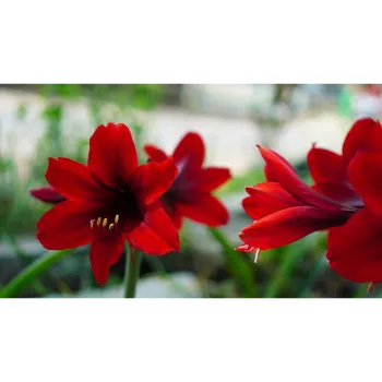 Natural Lilium Plant